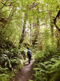 Rear view of man walking in forest