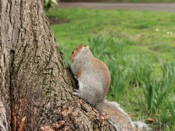 Close-up of squirrel on tree trunk