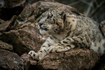 View of a cat resting on rock