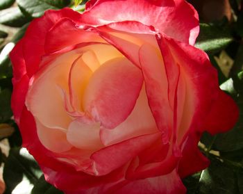 Close-up of red rose