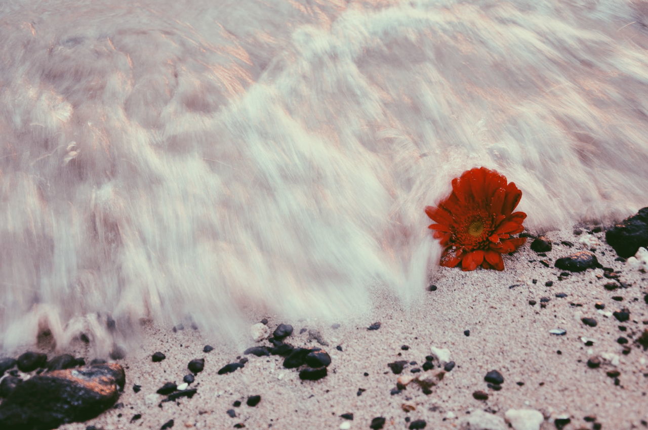 nature, sand, outdoors, no people, red, day, flower, beach, beauty in nature, fragility, water, flower head, close-up