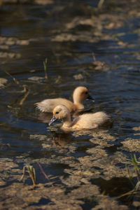 Duck swimming in lake