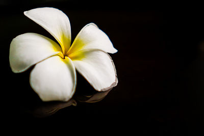 Close-up of white flower against black background