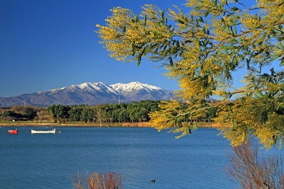 Scenic view of tree by mountains against sky