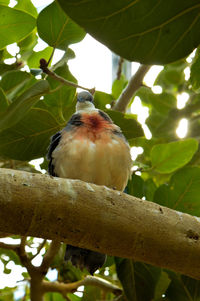 Low angle view of bird perching on tree