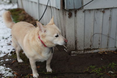 White dog standing in an area where snow has melted