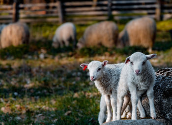 Sheep in a field