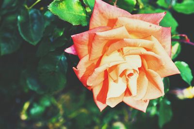 Close-up of orange flower blooming outdoors