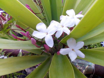 Close-up of flowers in bloom