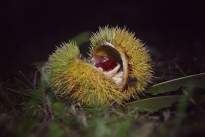 Close-up of dried plant growing on field