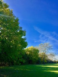 Trees on grassy field in park against blue sky