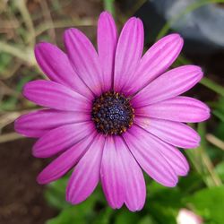 Close-up of pink flower blooming outdoors