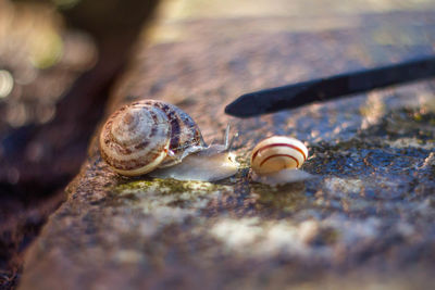 Close-up of snail on rock