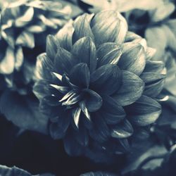 Close-up of dahlia blooming outdoors