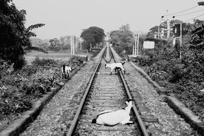 Railway tracks amidst trees against clear sky