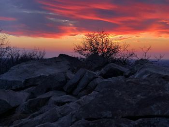 Silhouette tree against sky during sunset