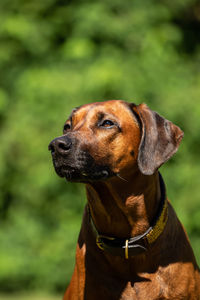 Close-up of dog looking away