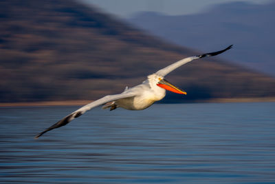 Bird flying over lake