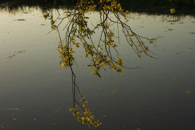 High angle view of plants on lake