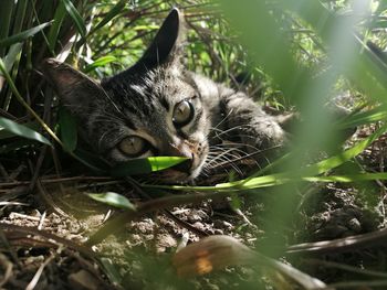 Portrait of a cat lying on land