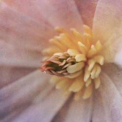 Close-up of flower