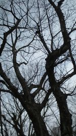 Low angle view of bare trees against sky