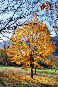 Trees in park during autumn
