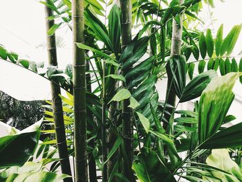 Close-up of fresh green plant