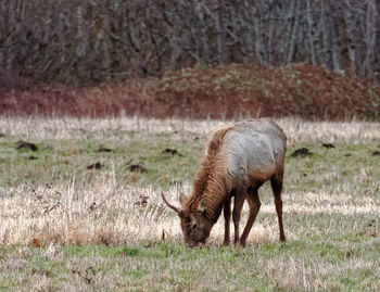 Sheep grazing on field
