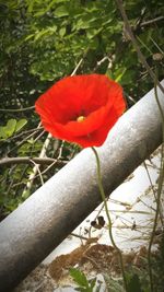 Close-up of flower against blurred background