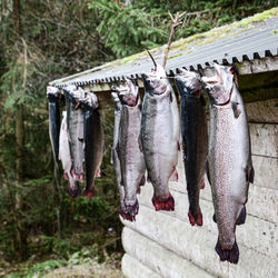 Group of people at fish