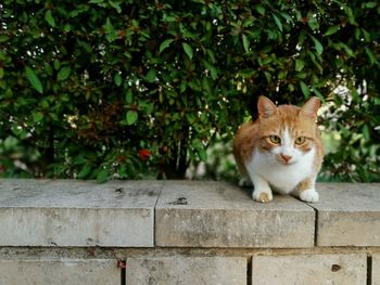 Portrait of cat