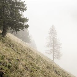 Trees on landscape against clear sky