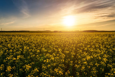 Rapeseed Field