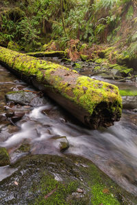 Scenic view of river flowing through forest