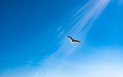 Low angle view of seagull flying in sky