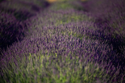 Purple flowering plants on field