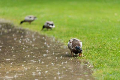 Bird in a grass