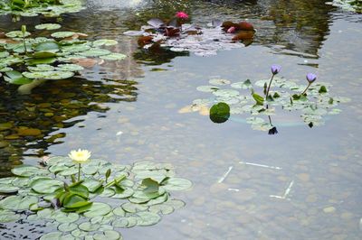 High angle view of lotus water lily in lake