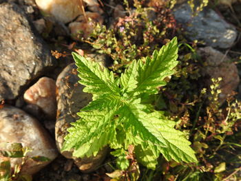 High angle view of leaves growing on field