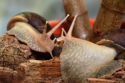 Close-up of snail on wood