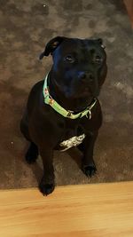 Close-up portrait of dog