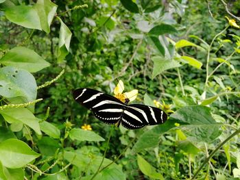 Butterfly pollinating flower