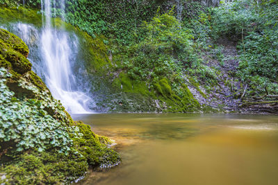 Scenic view of waterfall in forest