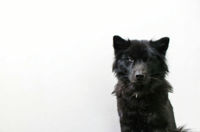 Portrait of black dog against white background