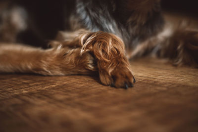 Close-up of dog sleeping on floor