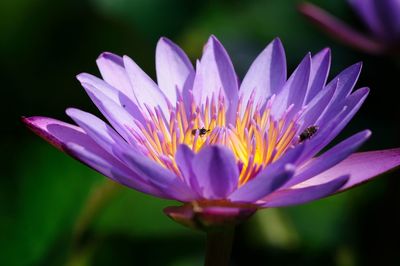 Close-up of insect on purple flower