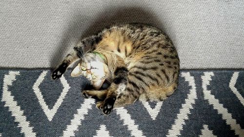 High angle view of cat sleeping on floor