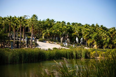 Scenic view of palm trees by lake against sky