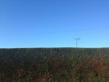 Lone tree on field against clear blue sky